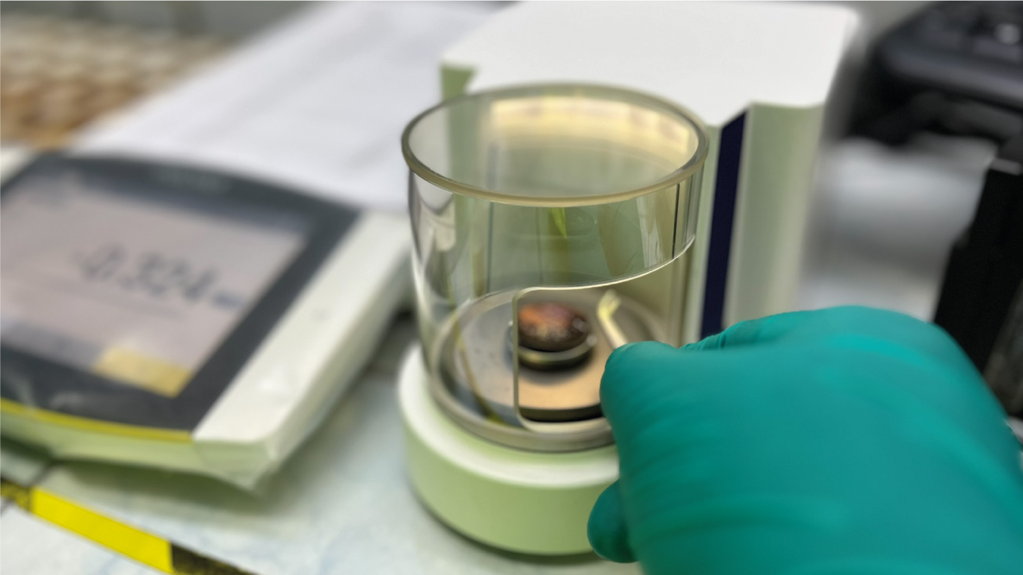 Pesaje del oro recuperado en el laboratorio